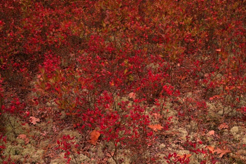 Blueberry Saplings lit by Sunset, Michael Huber Preserve (New Jersey Conservation Foundation), Pine Barrens (4510 SA).jpg Blueberry Saplings lit by Sunset, Michael Huber Preserve (New Jersey Conservation Foundation), Pine Barrens (4510 SA).jpg